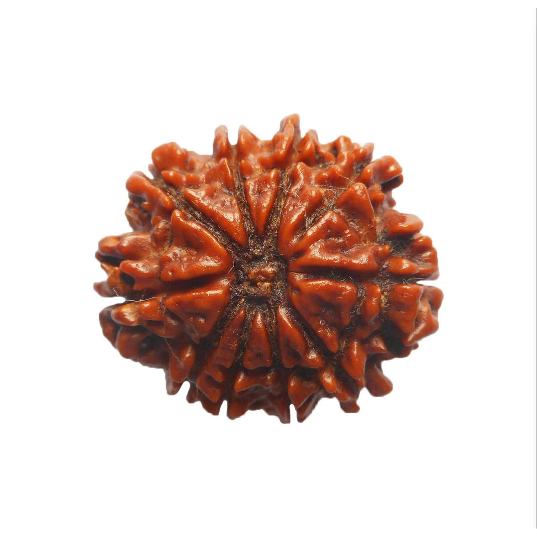 10 Mukhi Rudraksh