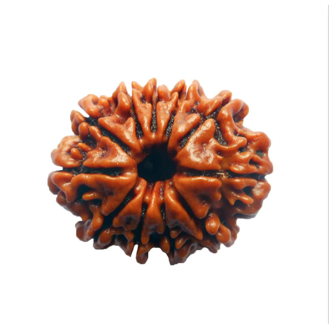 11 Mukhi Rudraksh