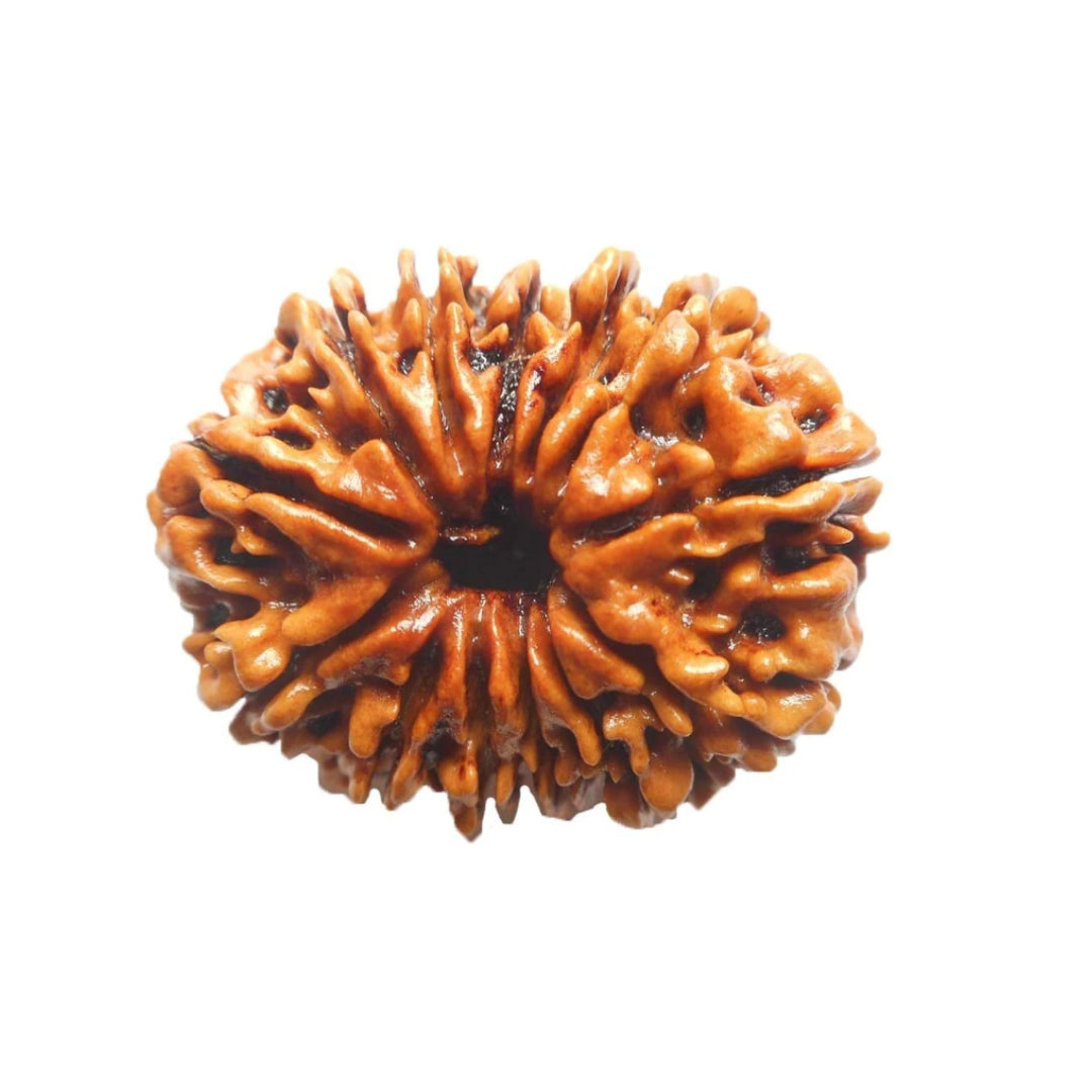 13 Mukhi Rudraksh