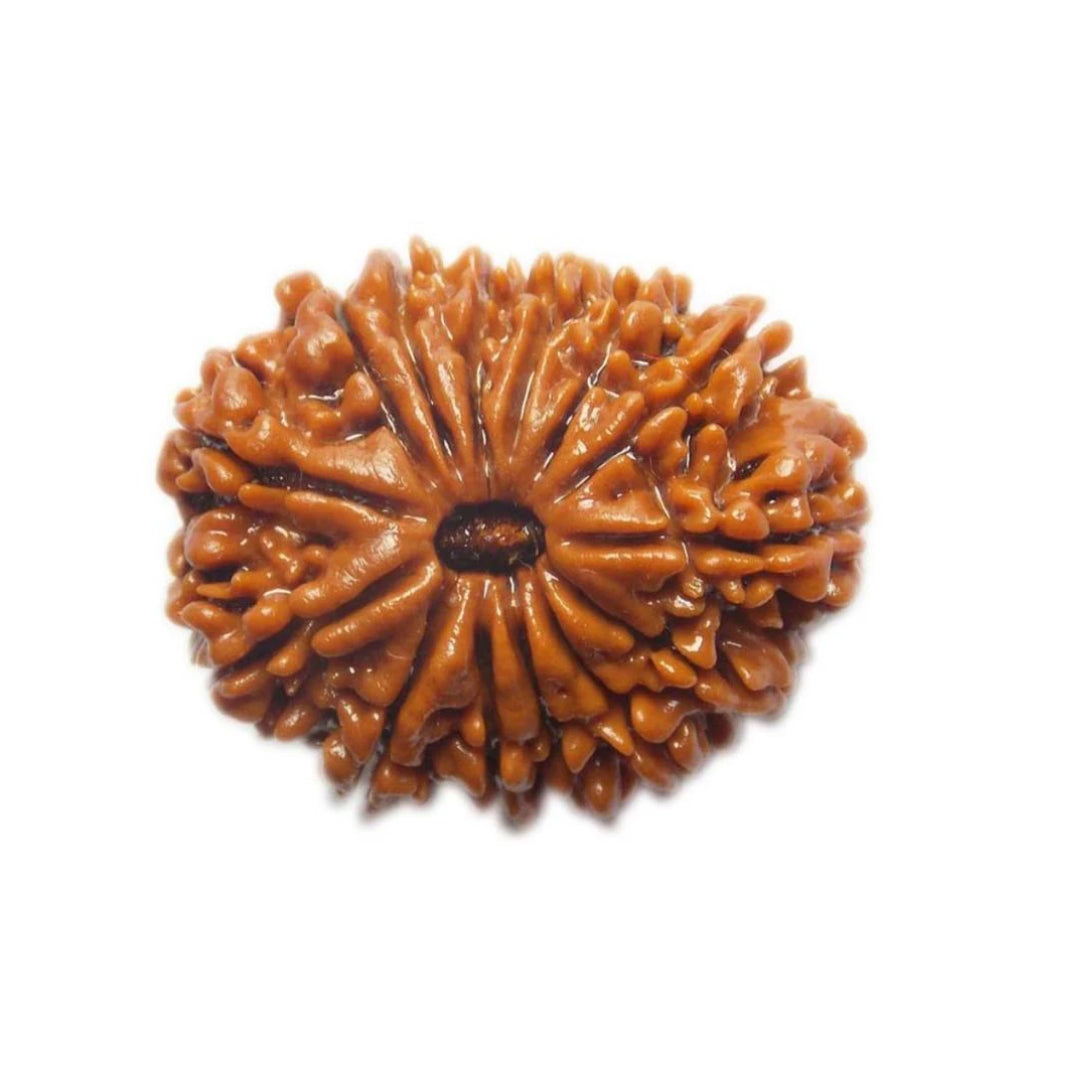 14 Mukhi Rudraksh