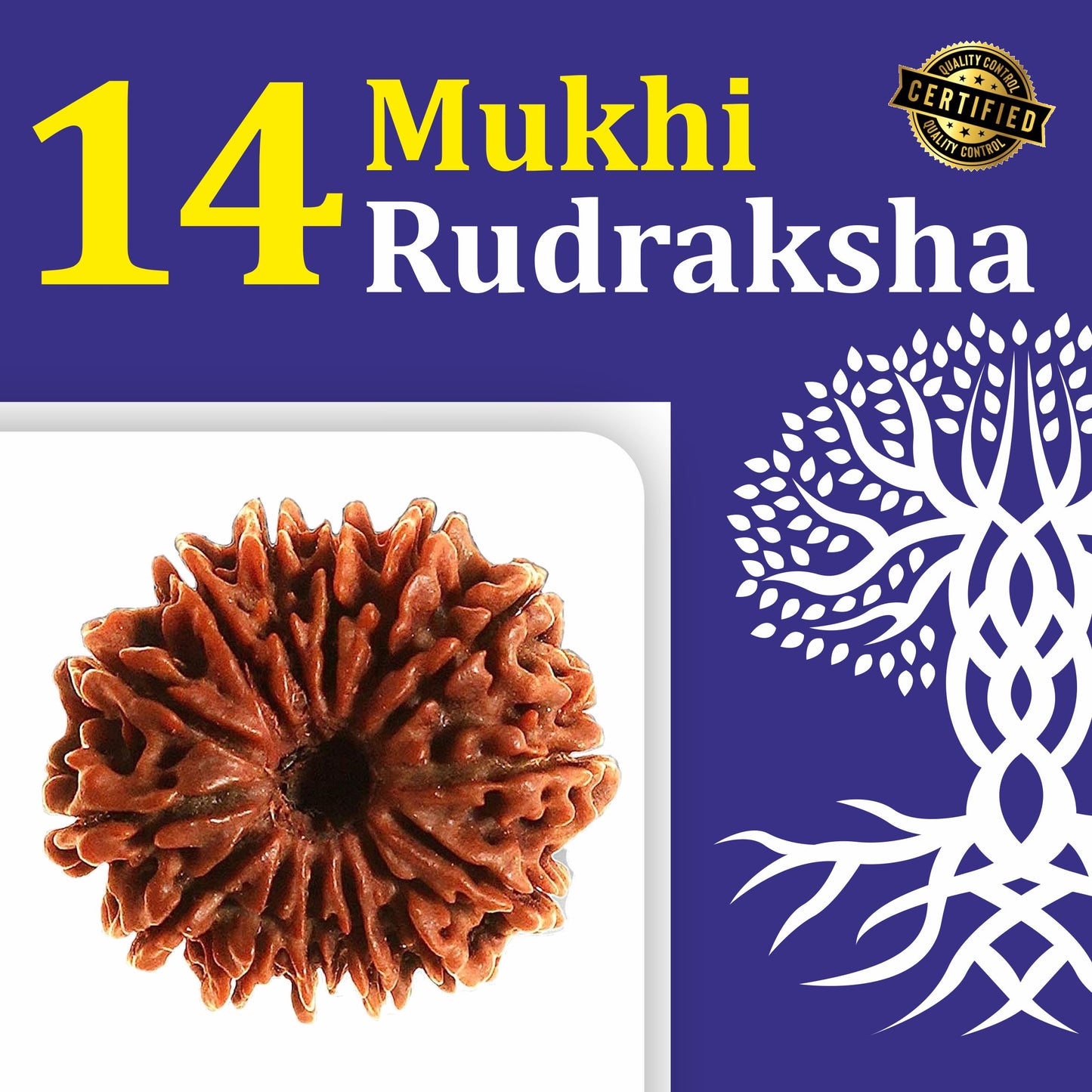 14 Mukhi Rudraksh