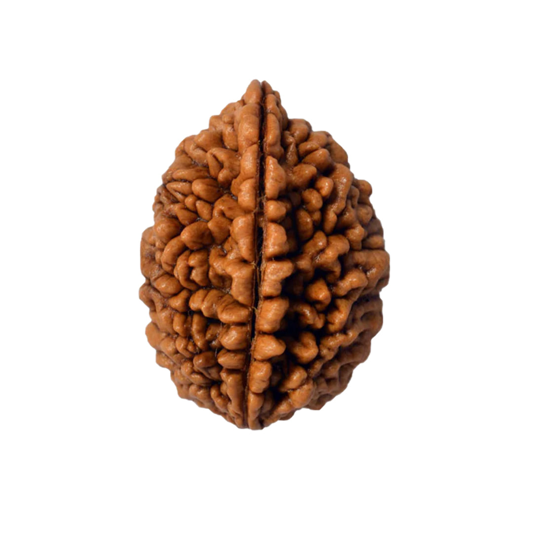 2 Mukhi Rudraksh