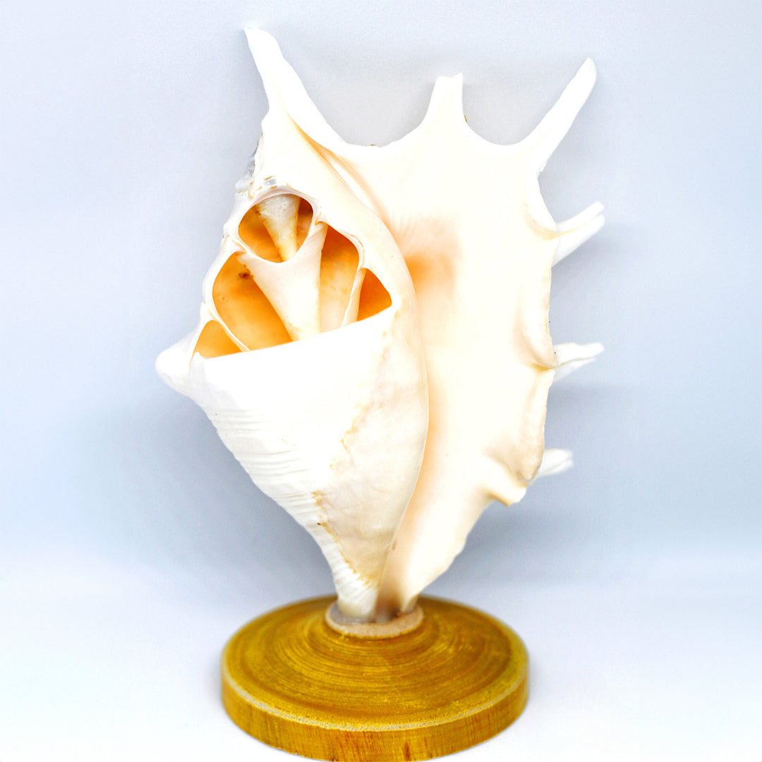 Cutting Shell Pen Stand