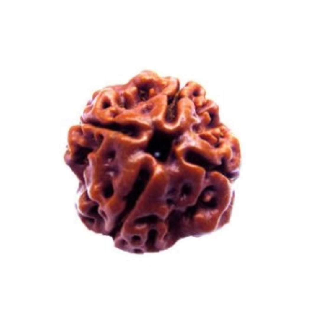 4 Mukhi Rudraksh