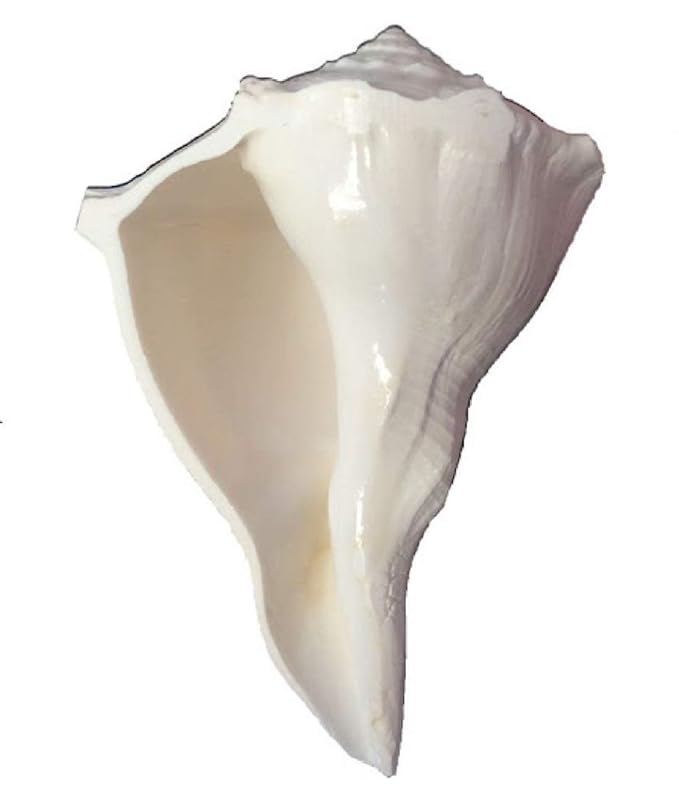 Dakshin Mukhi Shankh