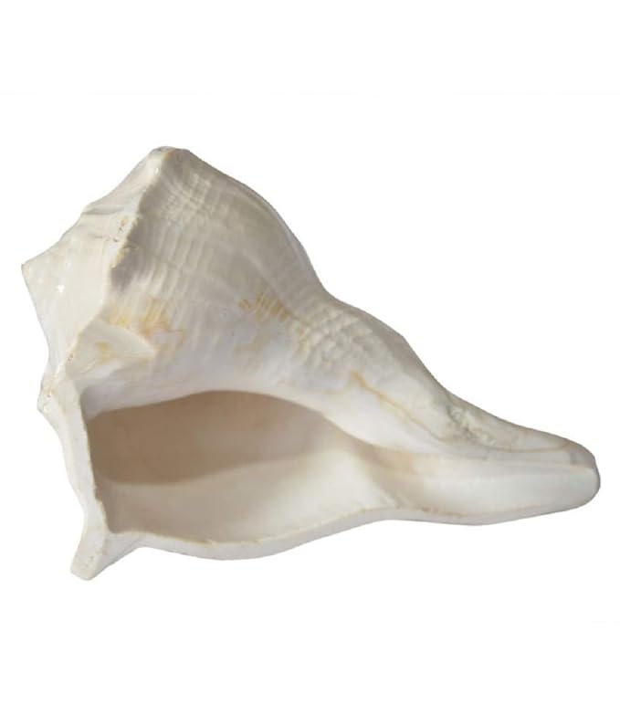 Dakshin Mukhi Shankh