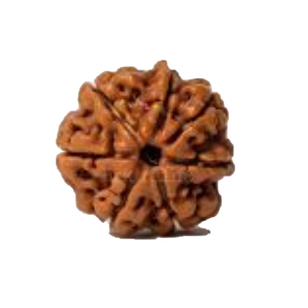 7 Mukhi Rudraksh