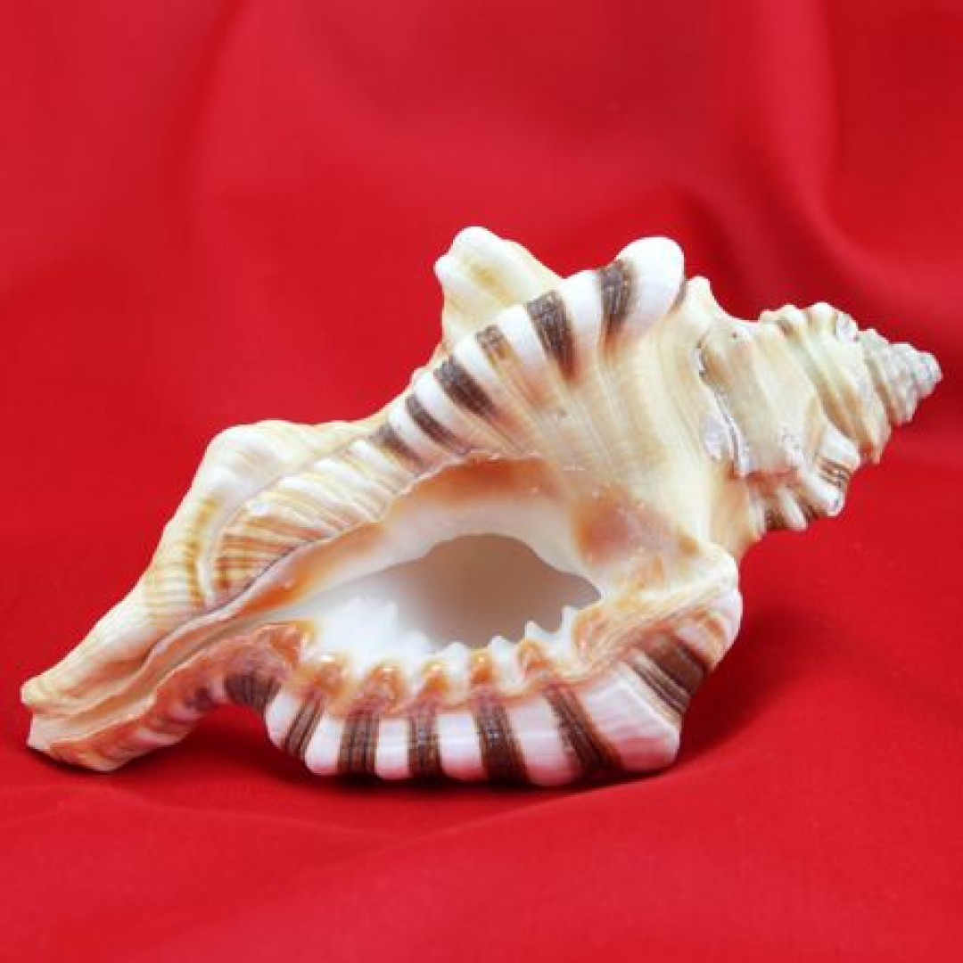 Ganesh ji shank