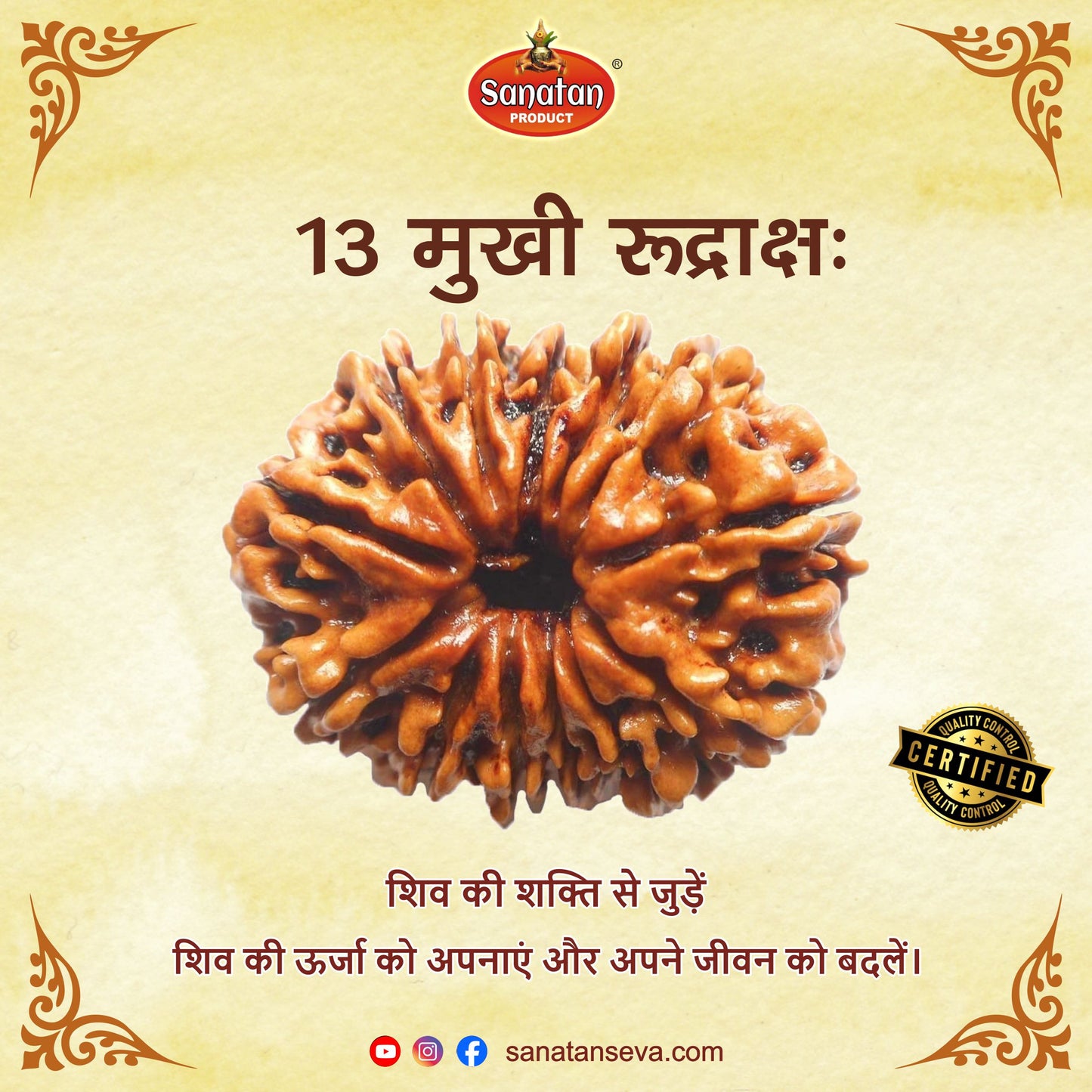 13 Mukhi Rudraksh