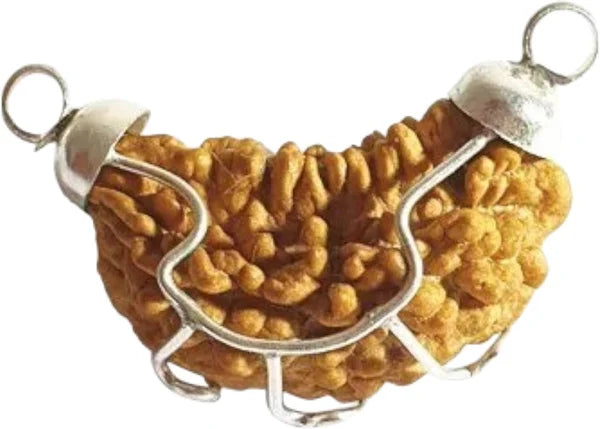 1 Mukhi Rudraksh