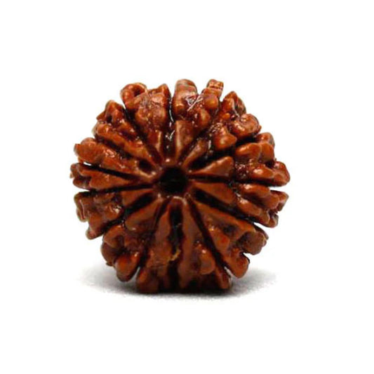 12 Mukhi Rudraksh