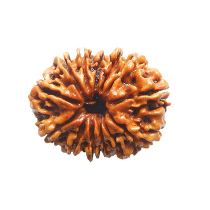 13 Mukhi Rudraksh