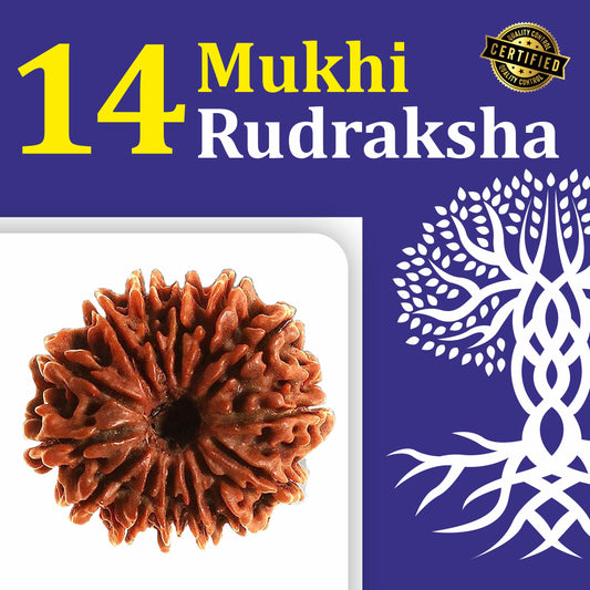 14 Mukhi Rudraksh