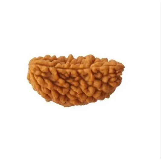 1 Mukhi Rudraksh