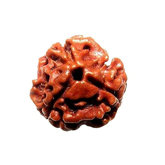 3 Mukhi Rudraksh