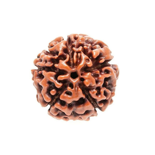 5 Mukhi Rudraksh