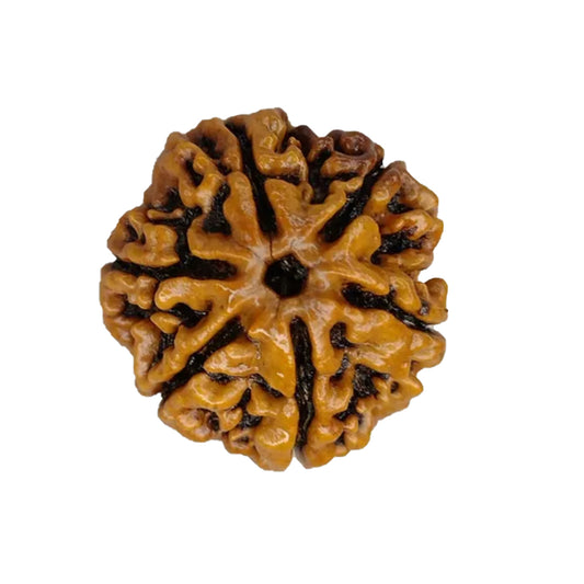 6 Mukhi Rudraksh