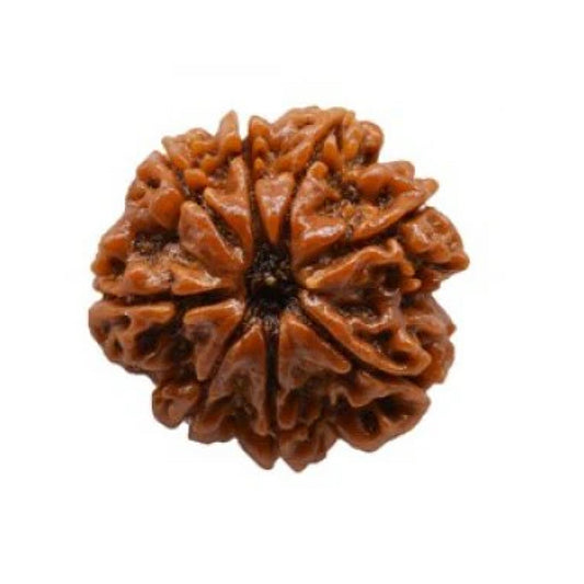 8 Mukhi Rudraksh