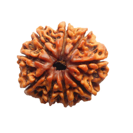 9 Mukhi Rudraksh
