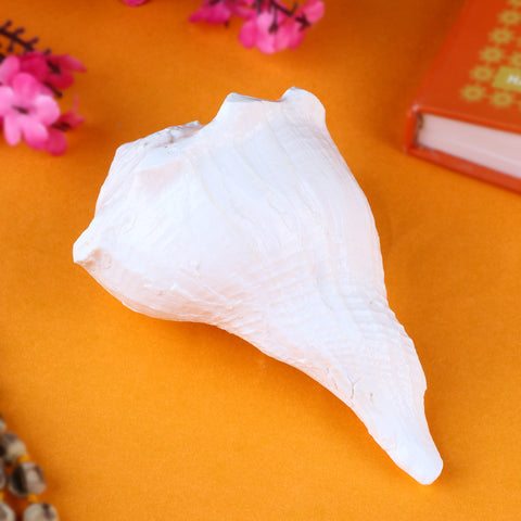 Dakshin Mukhi Shankh